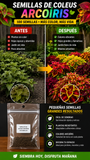 Nuevas Semillas De Coleus