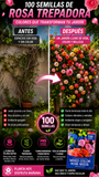 Nuevas Semillas Rosas Trepadoras
