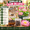 Semillas de Flor de Loto