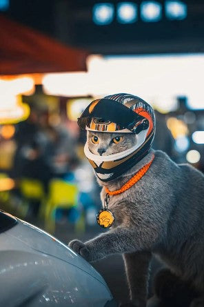 Nuevo Mini Casco para Mascotas