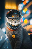 Nuevo Mini Casco para Mascotas